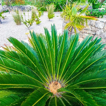 Kuca Koza-apartment Marijana * Punat